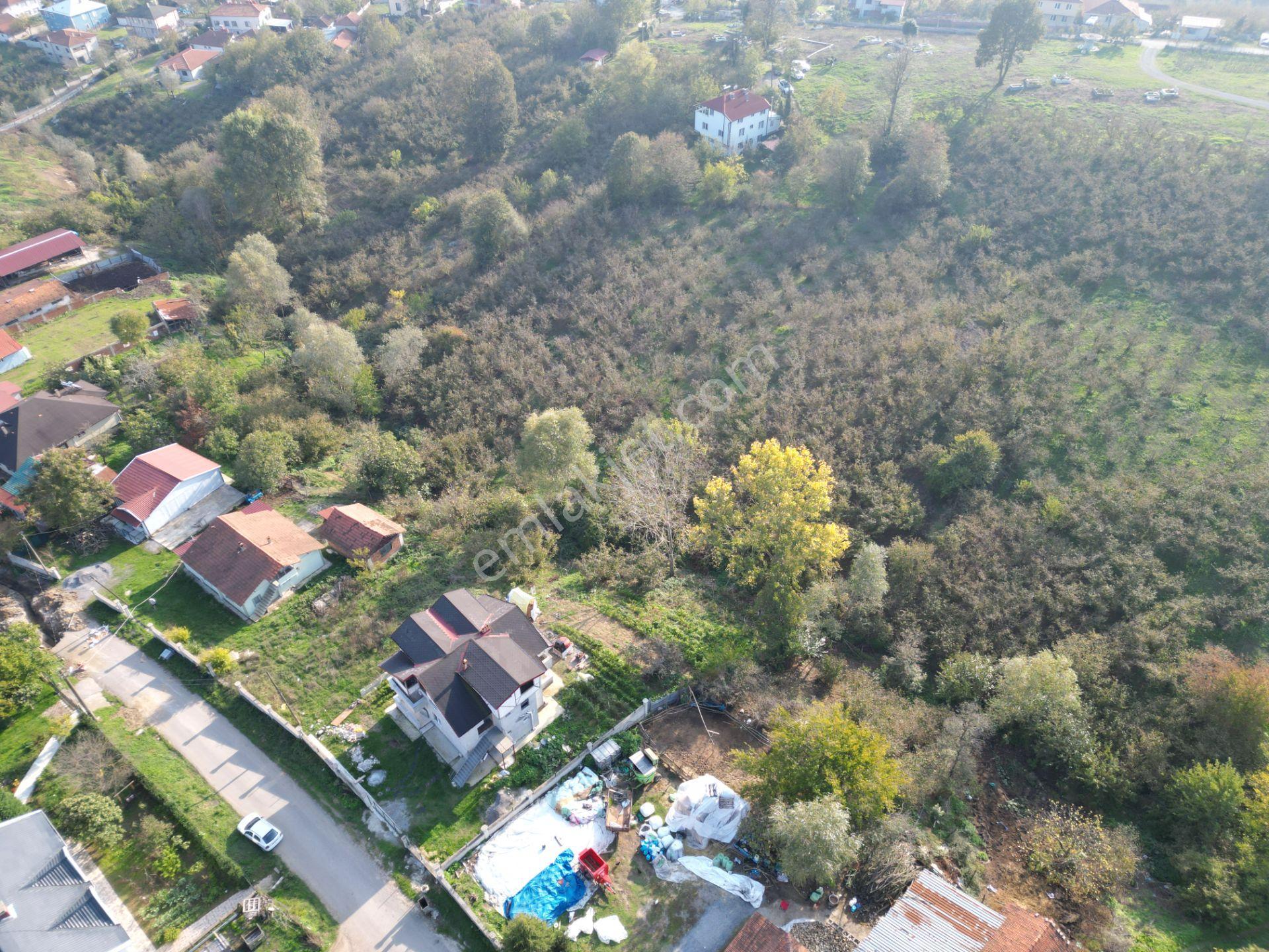 Gölkent Merkezde 6.817 M² Konut İmarlı Arsa + Fındık Bahçesi - Görsel 3