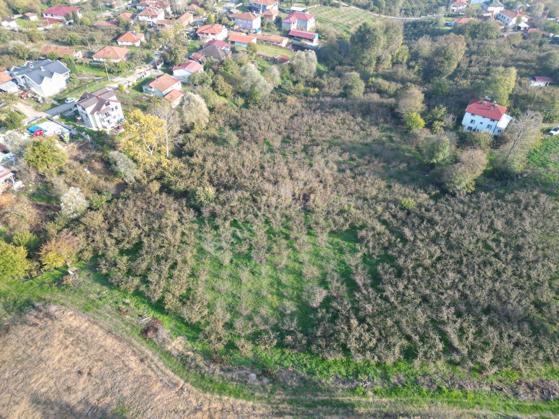 Gölkent Merkezde 6.817 M² Konut İmarlı Arsa + Fındık Bahçesi - Görsel 18