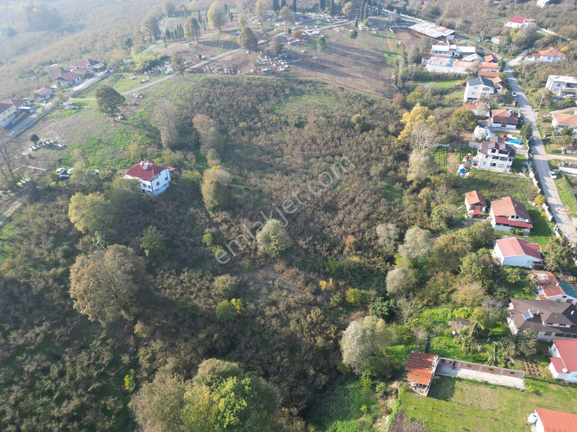 Gölkent Merkezde 6.817 M² Konut İmarlı Arsa + Fındık Bahçesi - Görsel 5