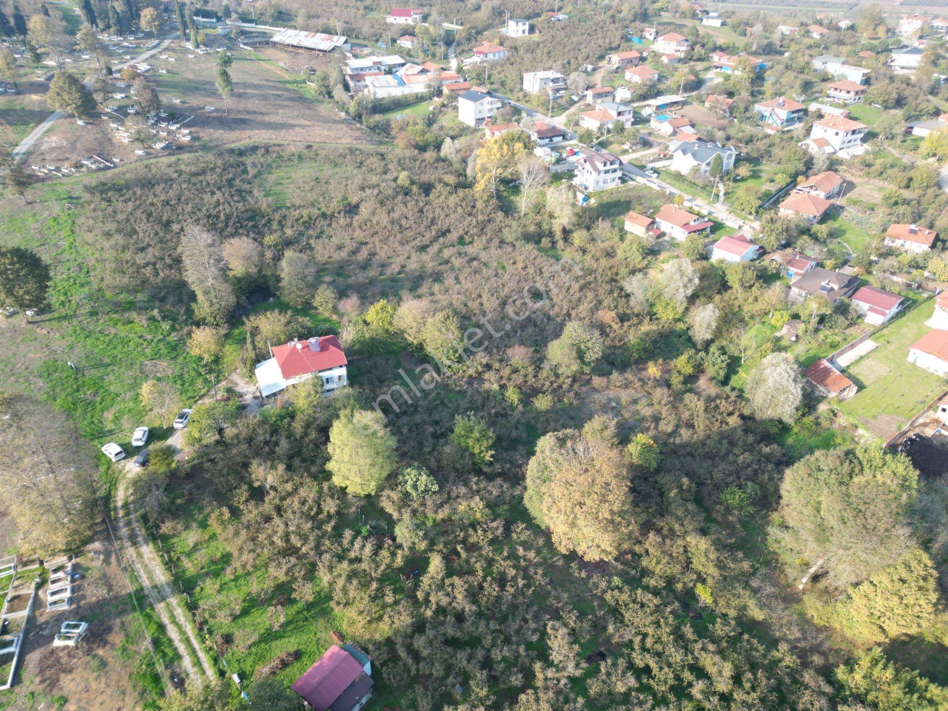 Gölkent Merkezde 6.817 M² Konut İmarlı Arsa + Fındık Bahçesi - Görsel 20