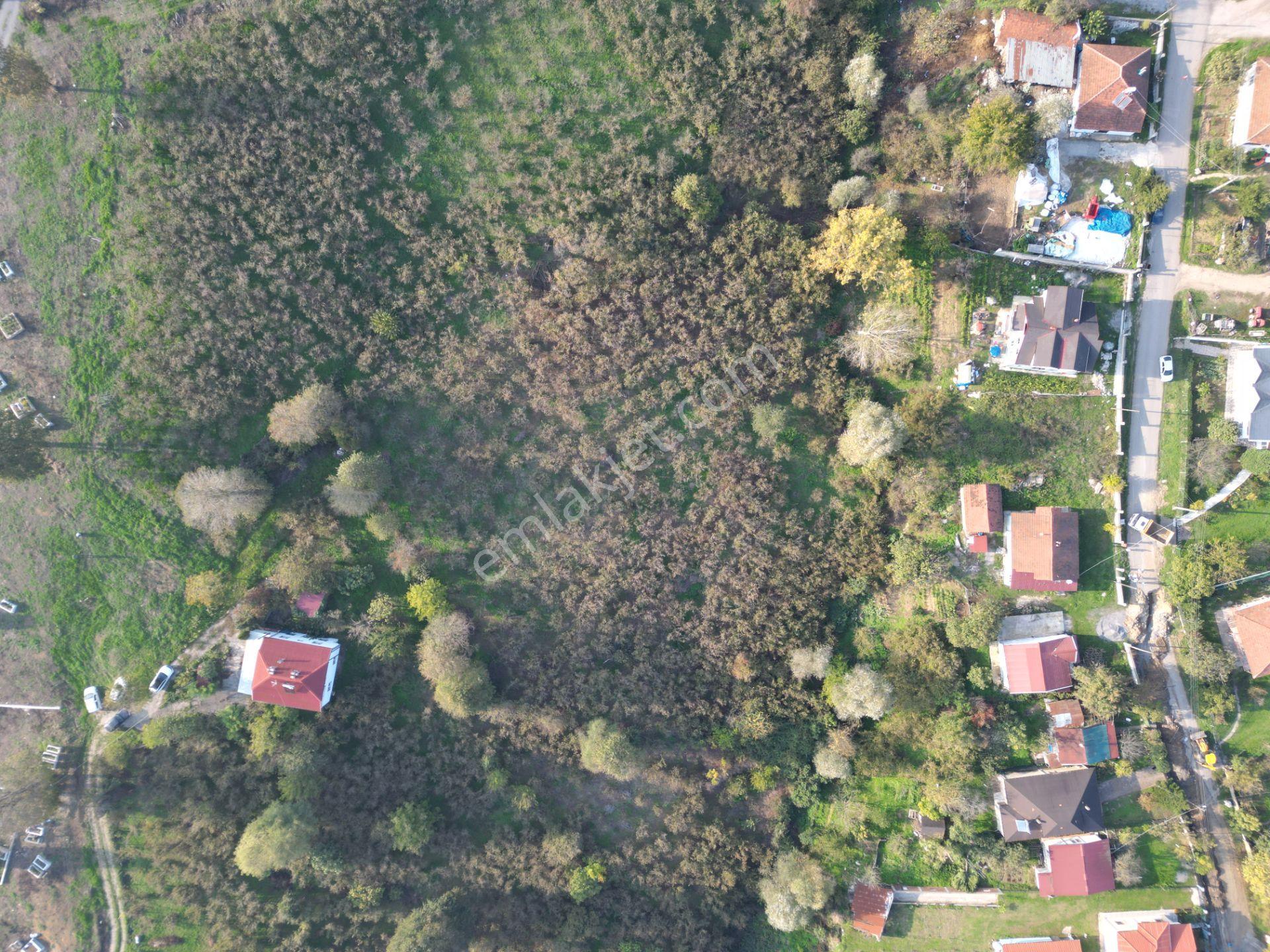 Gölkent Merkezde 6.817 M² Konut İmarlı Arsa + Fındık Bahçesi - Görsel 28