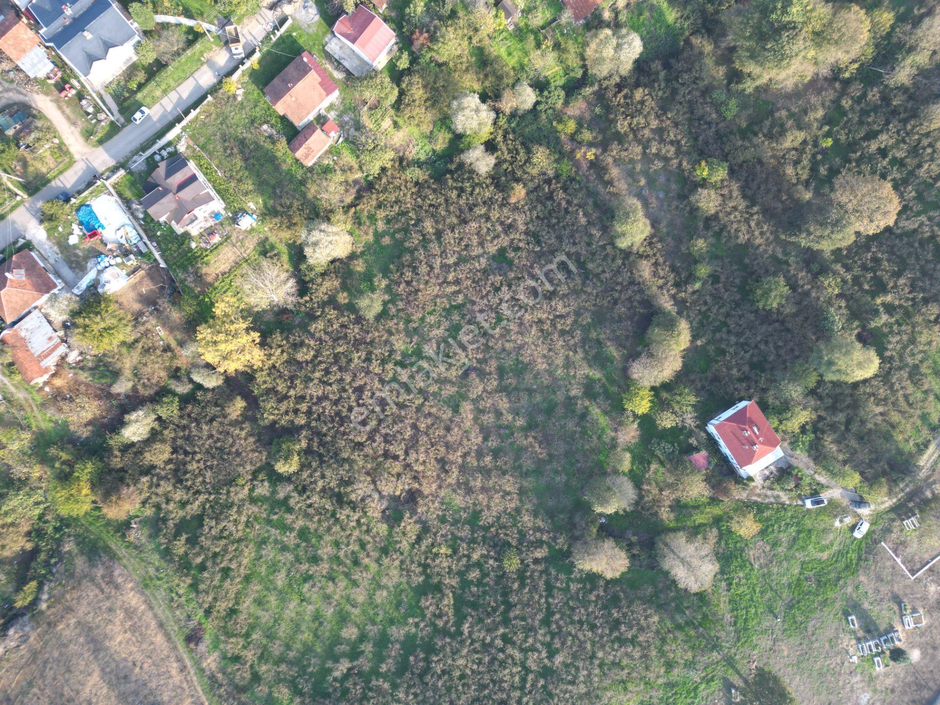 Gölkent Merkezde 6.817 M² Konut İmarlı Arsa + Fındık Bahçesi - Görsel 10