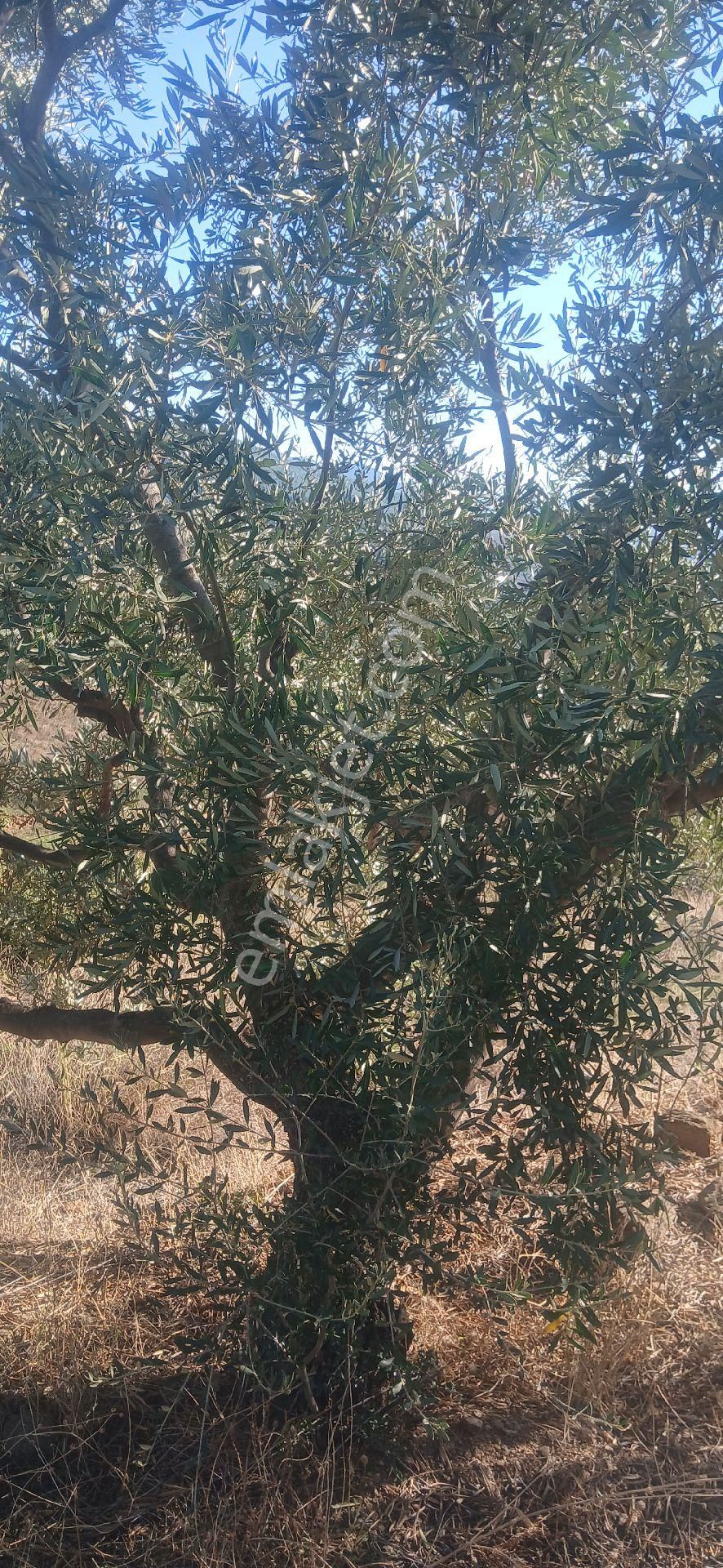 Emlak Dünyası Nazilli - Görsel 5