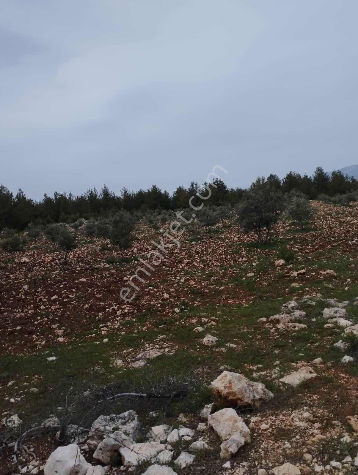 Denizli Kale Doğan Köyü Satılık Tarla - Görsel 2
