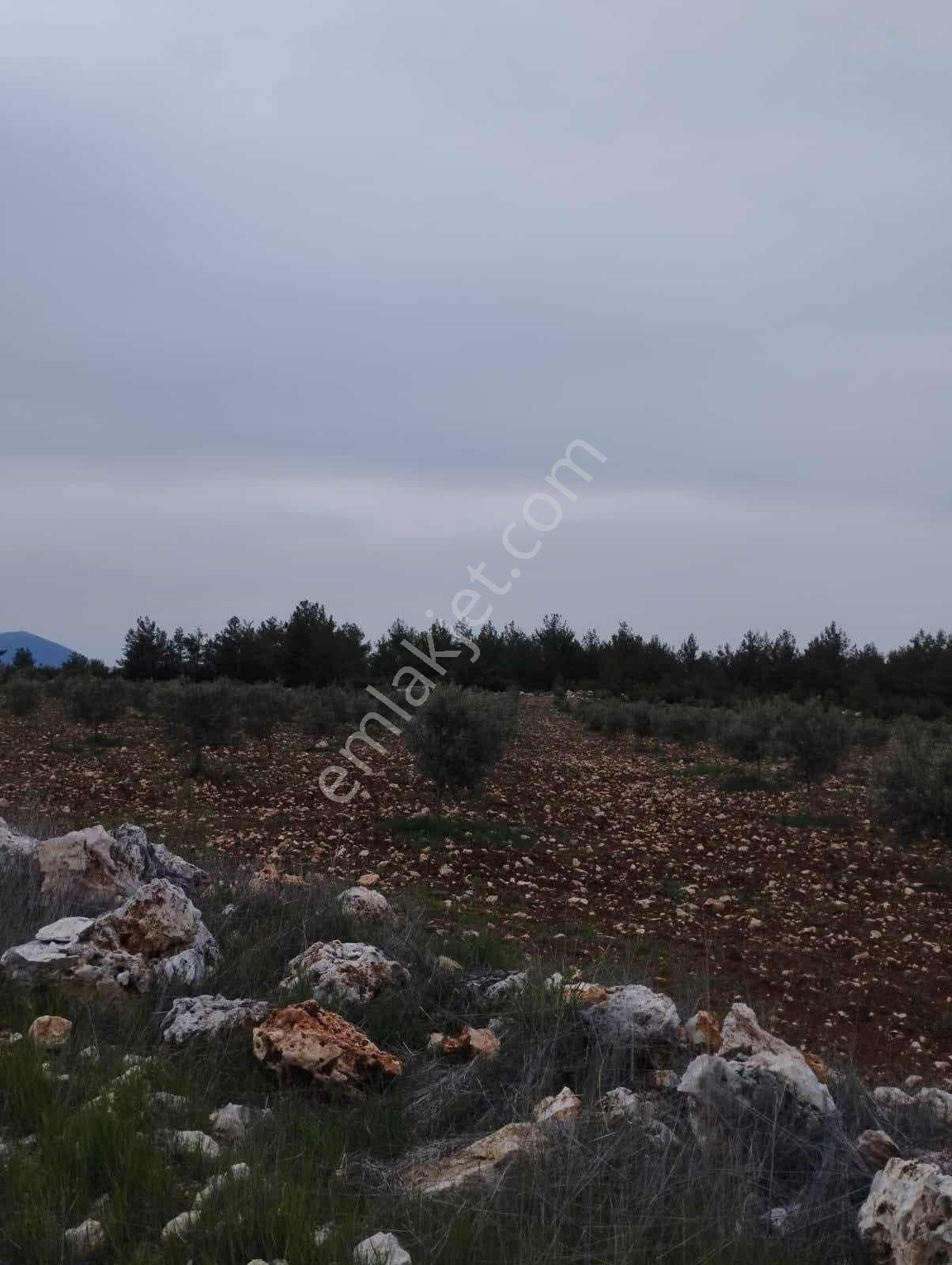 Denizli Kale Doğan Köyü Satılık Tarla