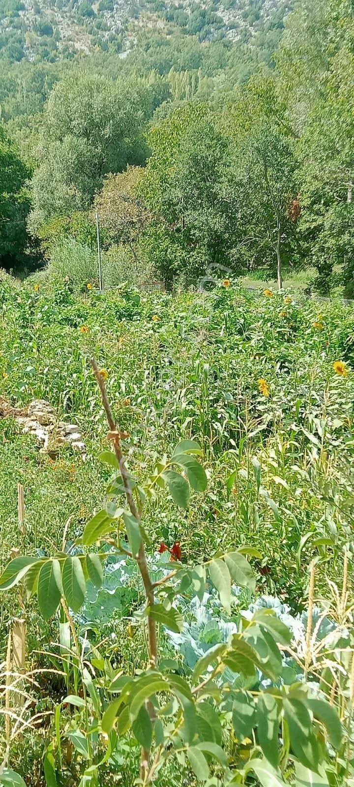 Burdur Ağlasun Yeşilbaşköy De Satılık Bağ Evi Ve Hobi Bahçemiz - Görsel 8