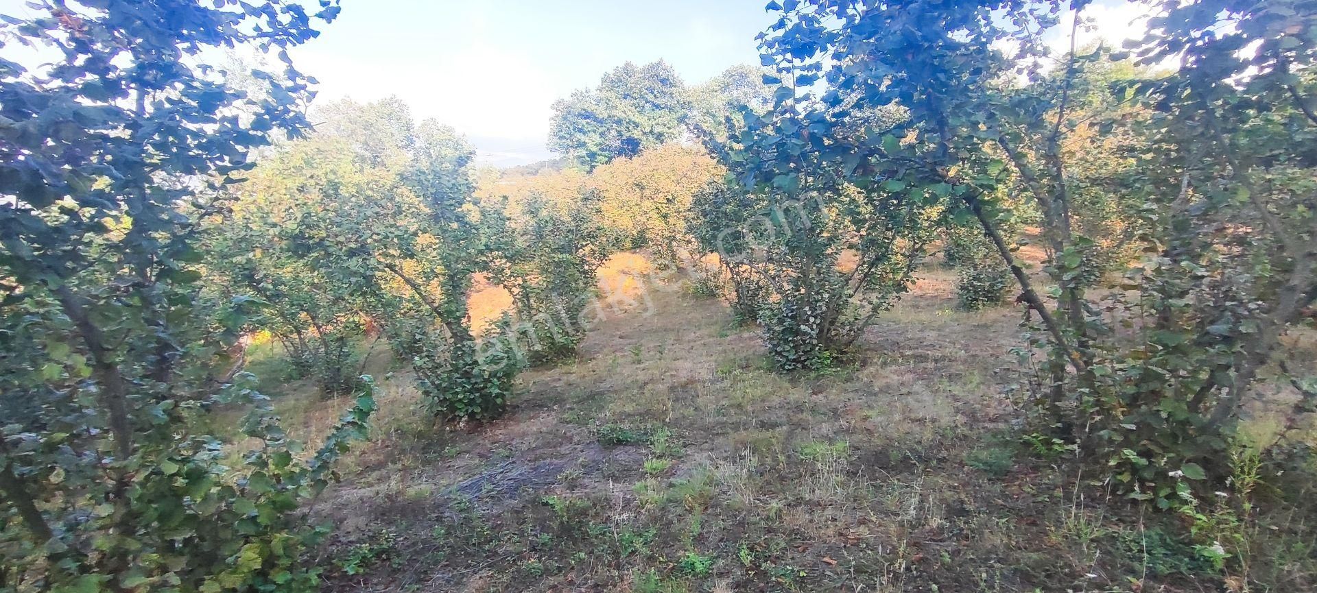 Sahibinden Satılık 5.550 M² Fındık Bahçesi Ve 1+1 Bahçe Evi - Görsel 14