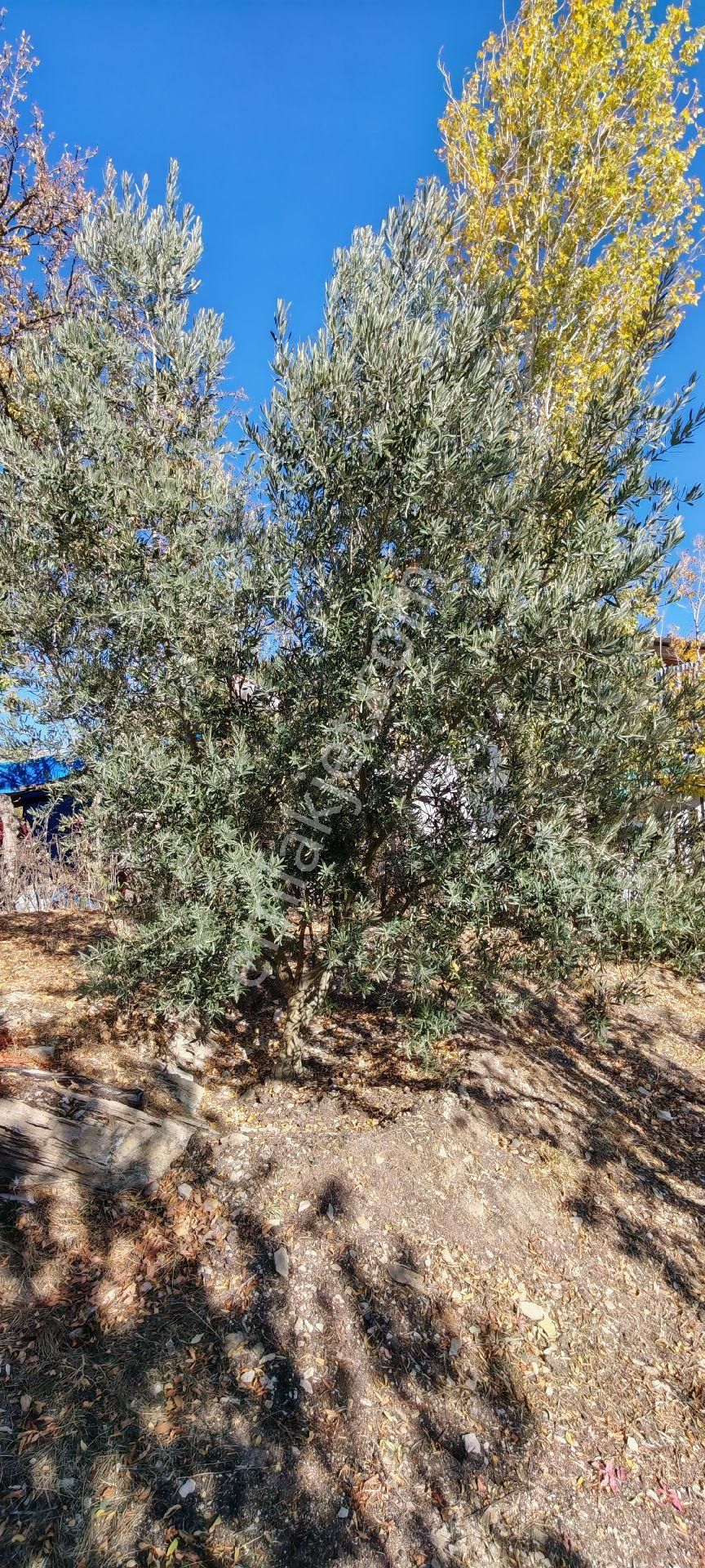 Çok Acil Satılık - Görsel 3