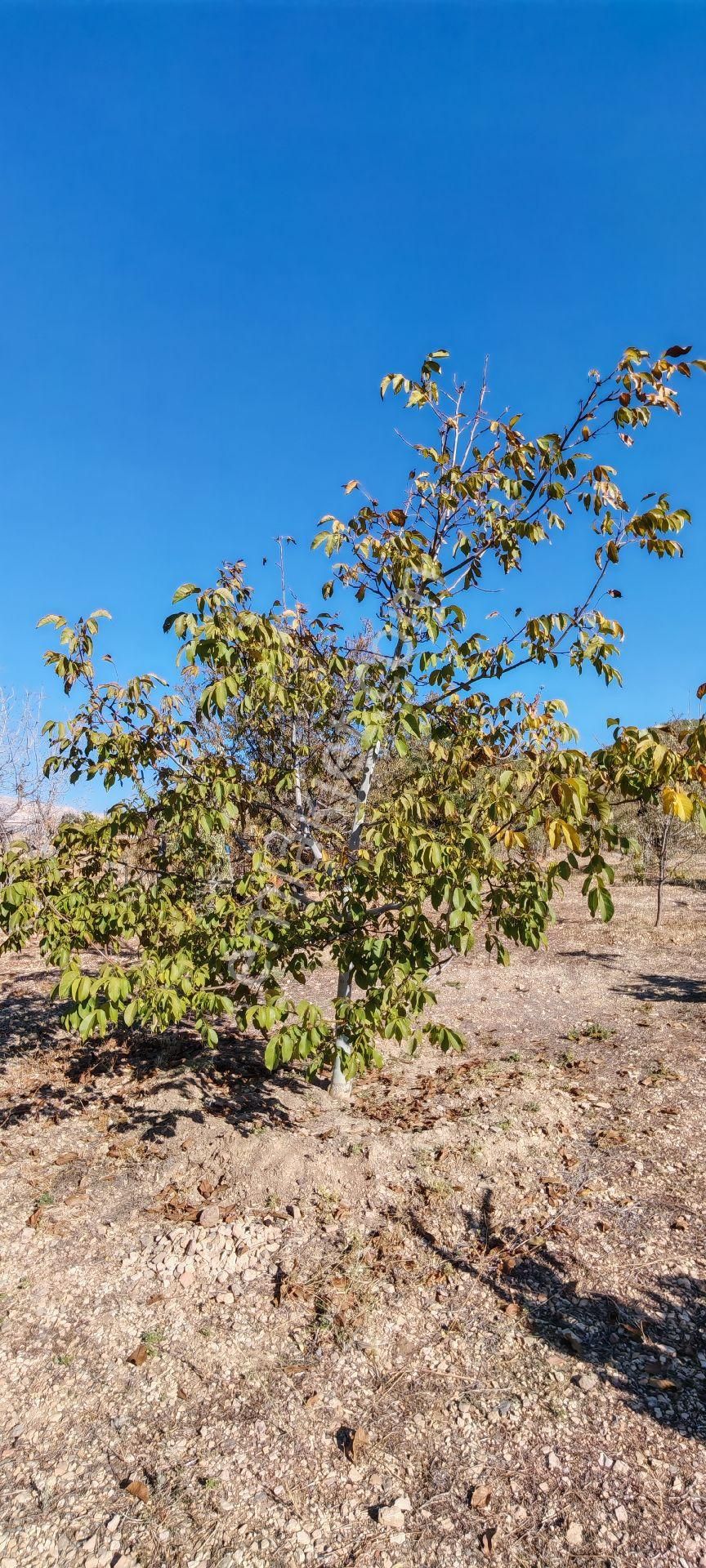 Çok Acil Satılık - Görsel 16