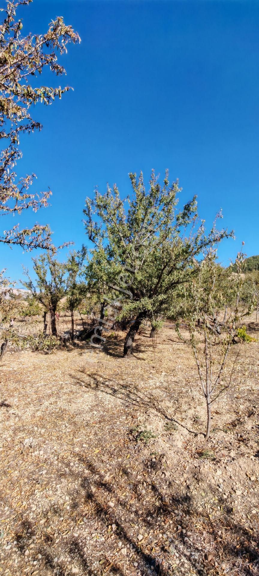 Çok Acil Satılık - Görsel 24