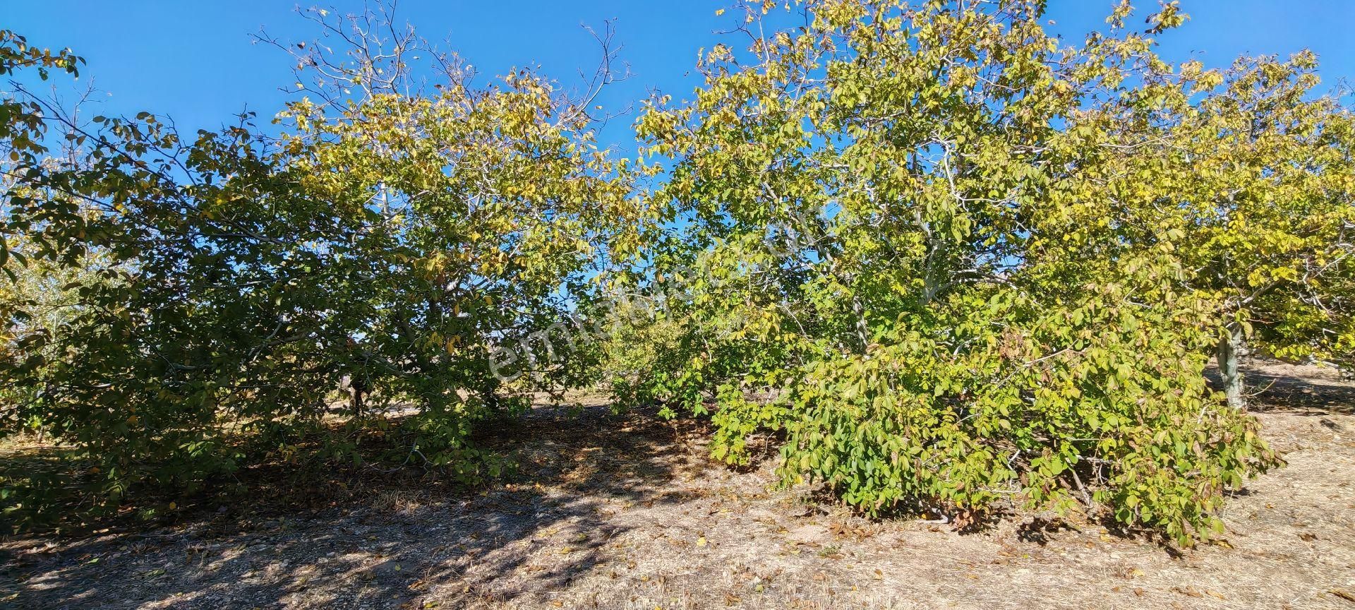 Çok Acil Satılık - Görsel 8