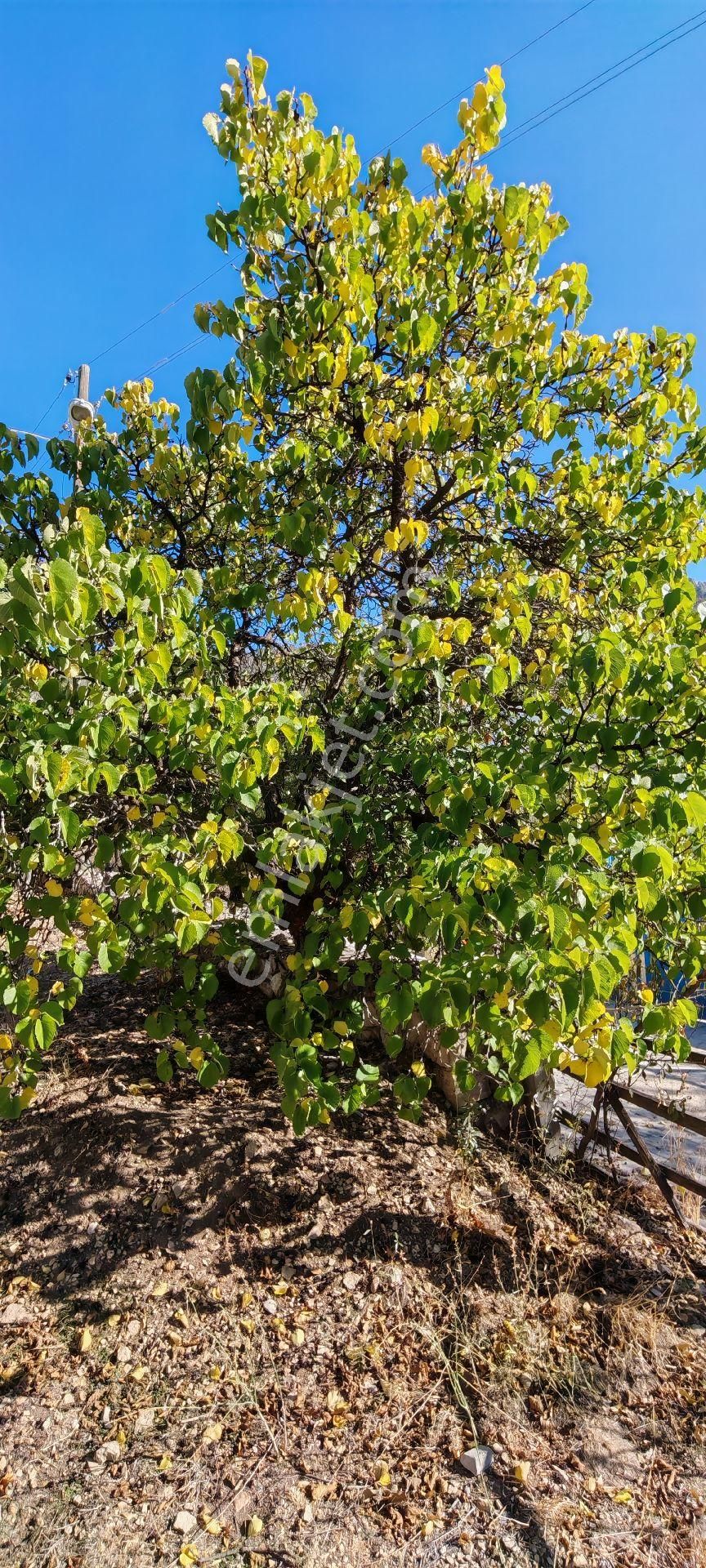 Çok Acil Satılık - Görsel 10