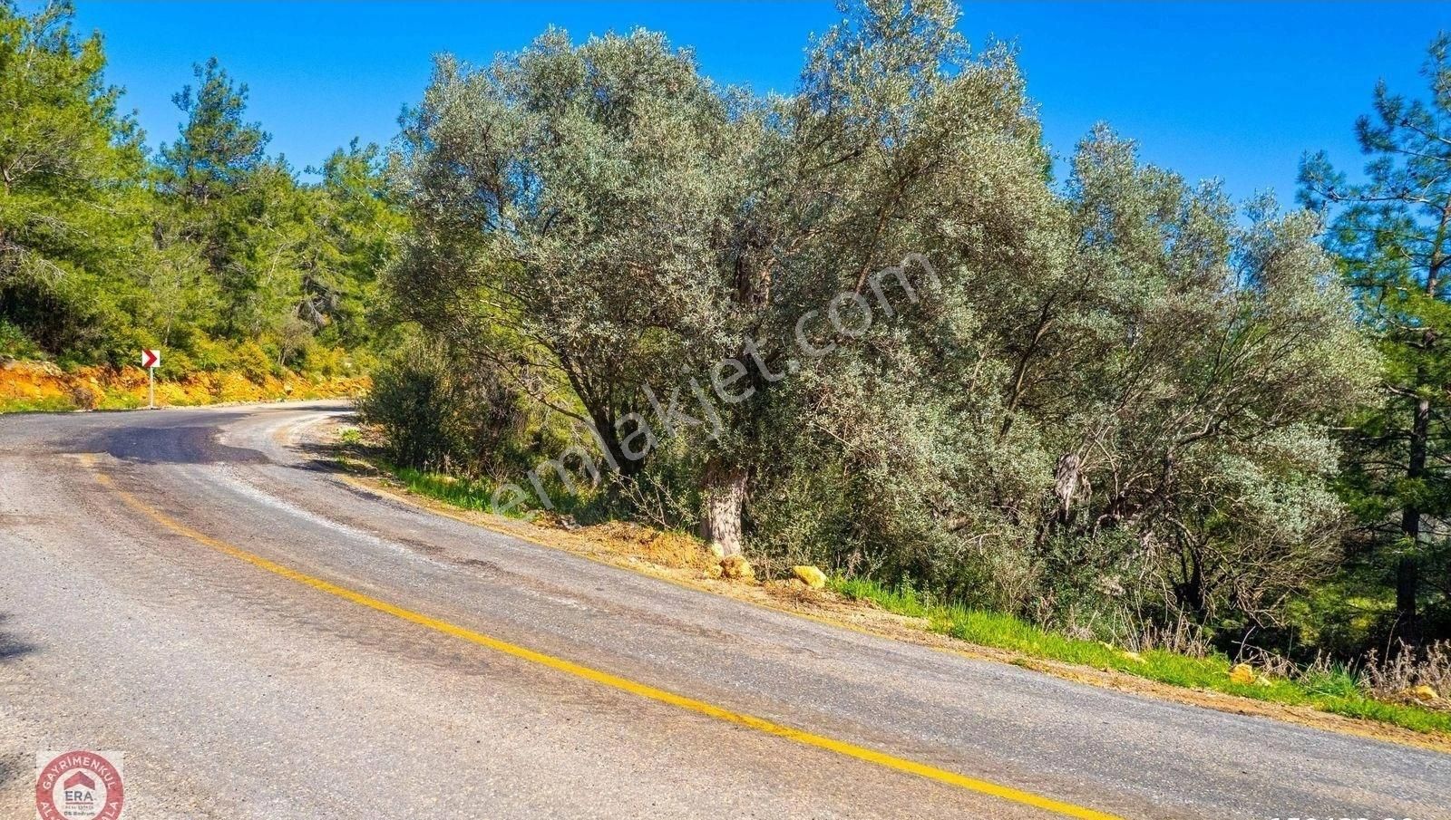 Kızılağaç'ta Yola Sıfır Tek Hisseli Zeytinli Tarla 4,5 Dönüm - Görsel 13