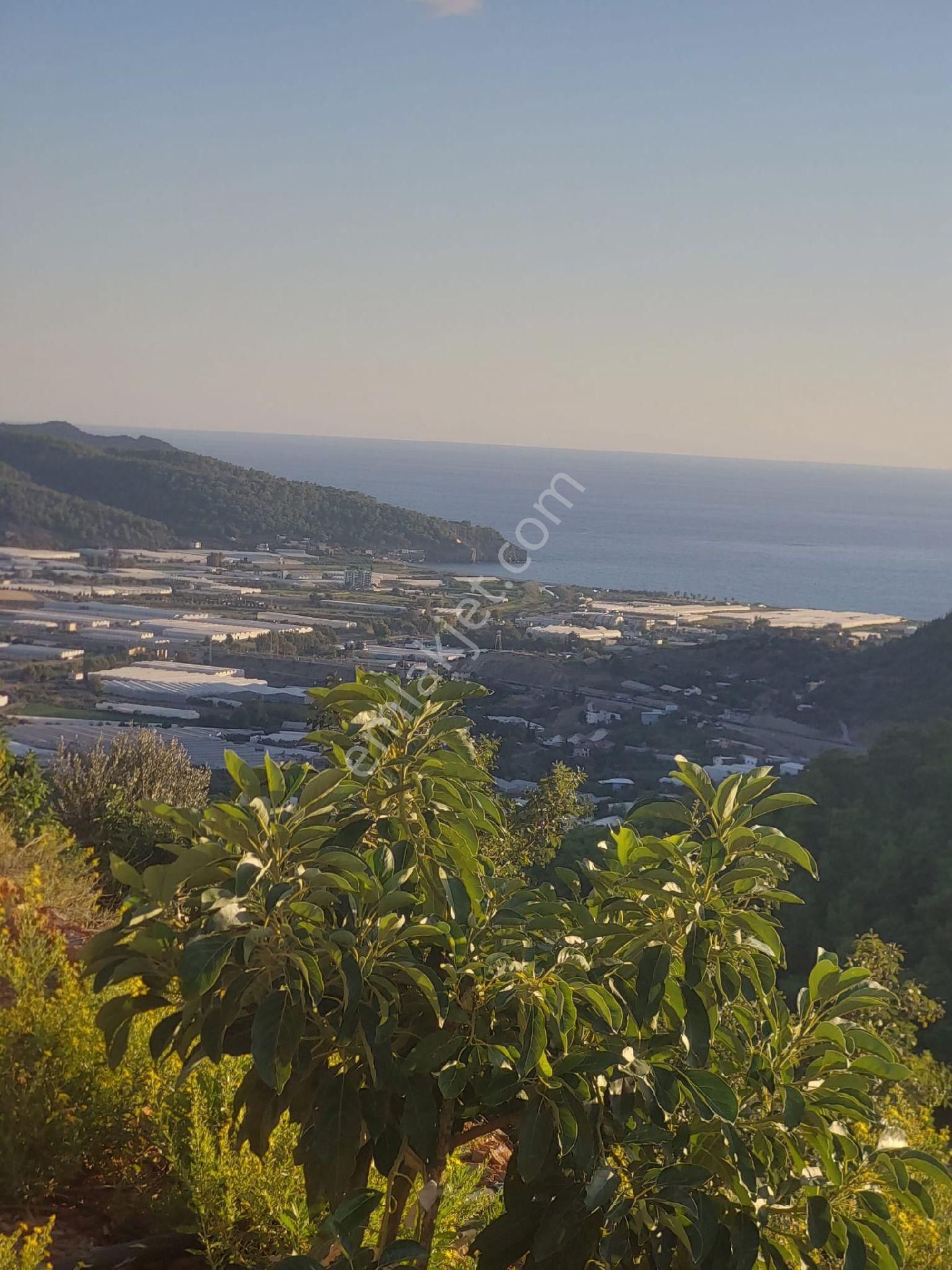 Satılıl Getirisi Olan Tarla Avakado Ekili - Görsel 8