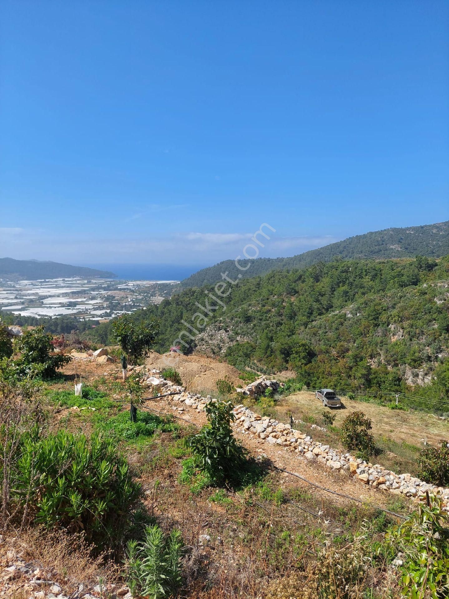 Satılıl Getirisi Olan Tarla Avakado Ekili - Görsel 9