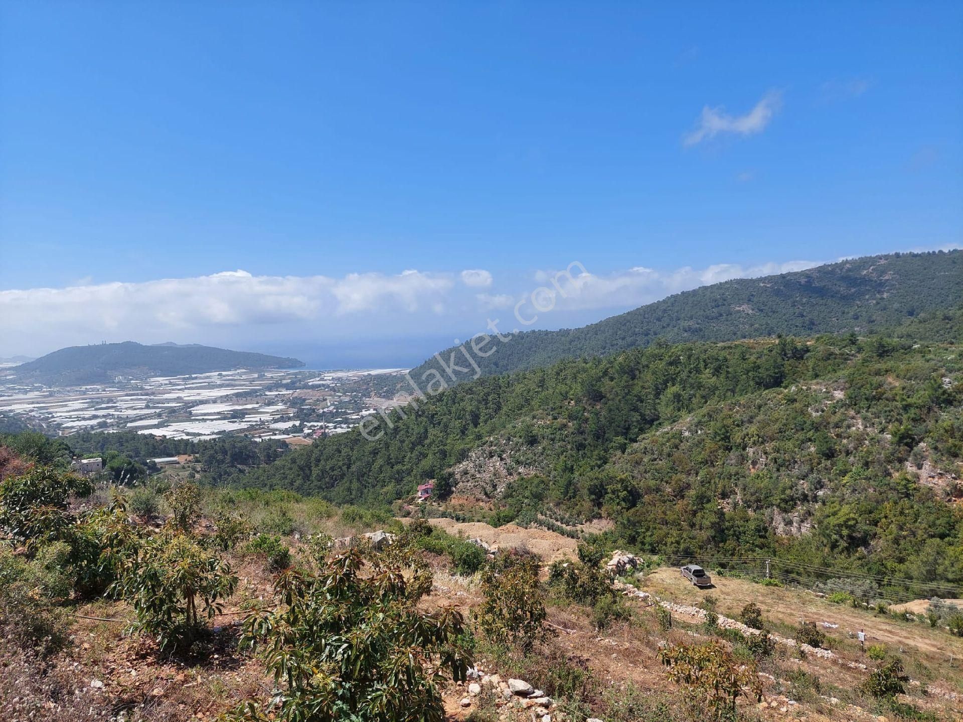 Satılıl Getirisi Olan Tarla Avakado Ekili - Görsel 2