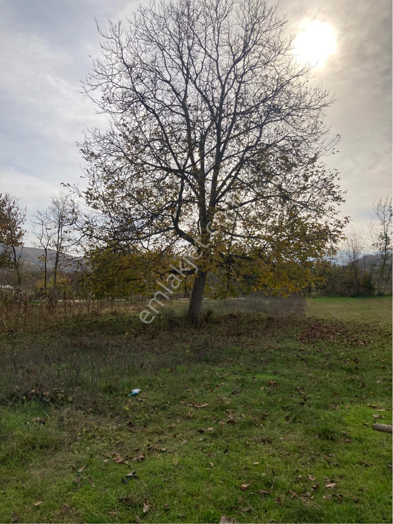 Satılık Tarla - Görsel 2