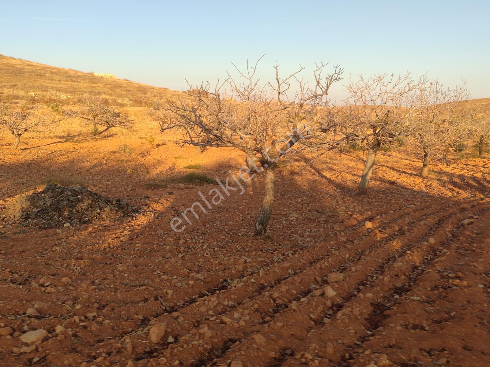 Arif Emlaktan Satılık Oğuzeli Direkli Köyünde Satılık Fıstık Zeytin Bahçesi - Görsel 4