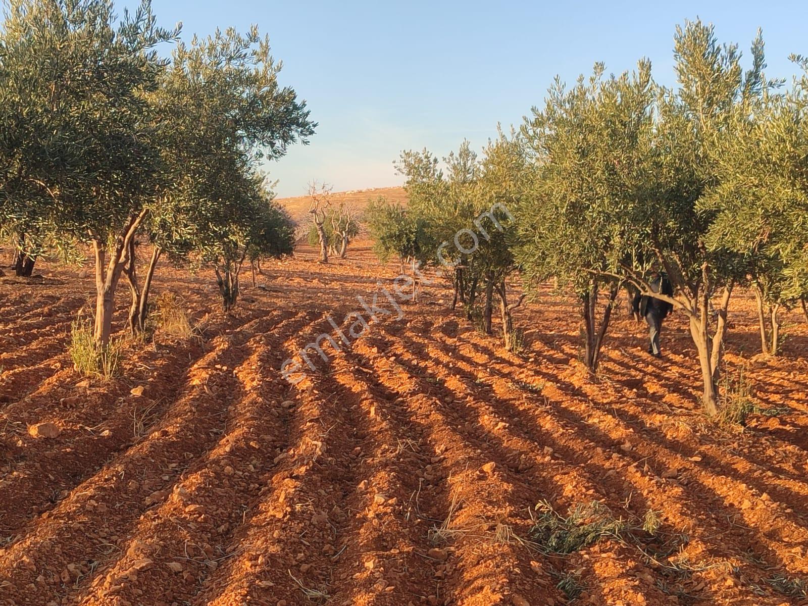 Arif Emlaktan Satılık Oğuzeli Direkli Köyünde Satılık Fıstık Zeytin Bahçesi - Görsel 13