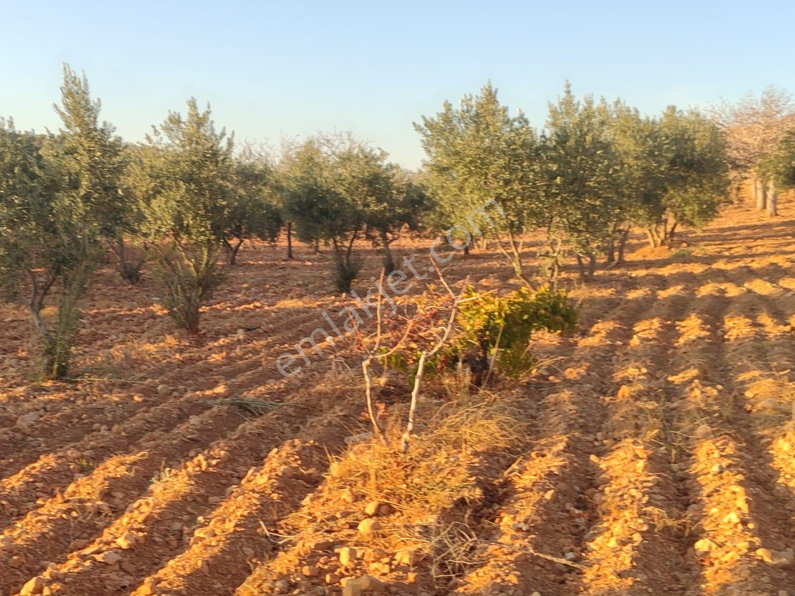 Arif Emlaktan Satılık Oğuzeli Direkli Köyünde Satılık Fıstık Zeytin Bahçesi - Görsel 14