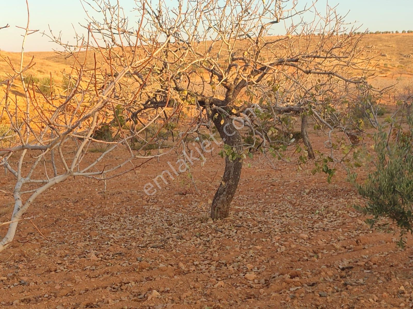 Arif Emlaktan Satılık Oğuzeli Direkli Köyünde Satılık Fıstık Zeytin Bahçesi