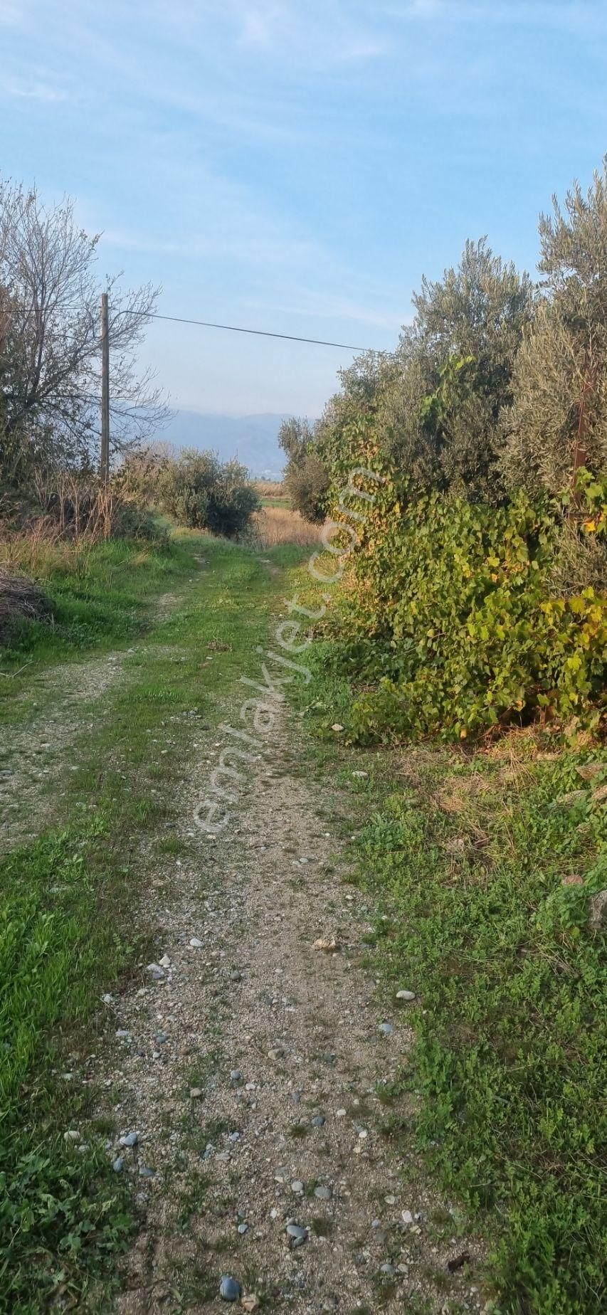 Aydın Nazilli Yöntem Emlaktan Yenipazar Donduran Mahallesinde Asfalta Yakın Satılık Hobi Bahçesi - Görsel 7