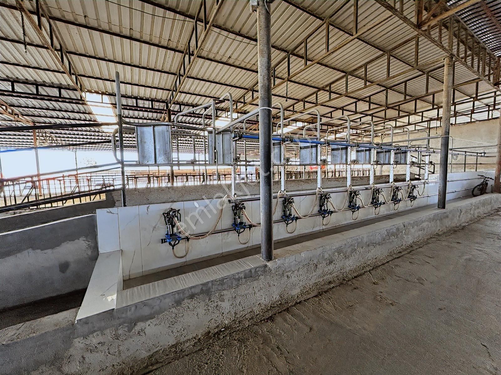 Söke-güllübahçe'de Yatırıma Uygun Ruhsatlı Süt Ve Besi Çiftliği - Görsel 25