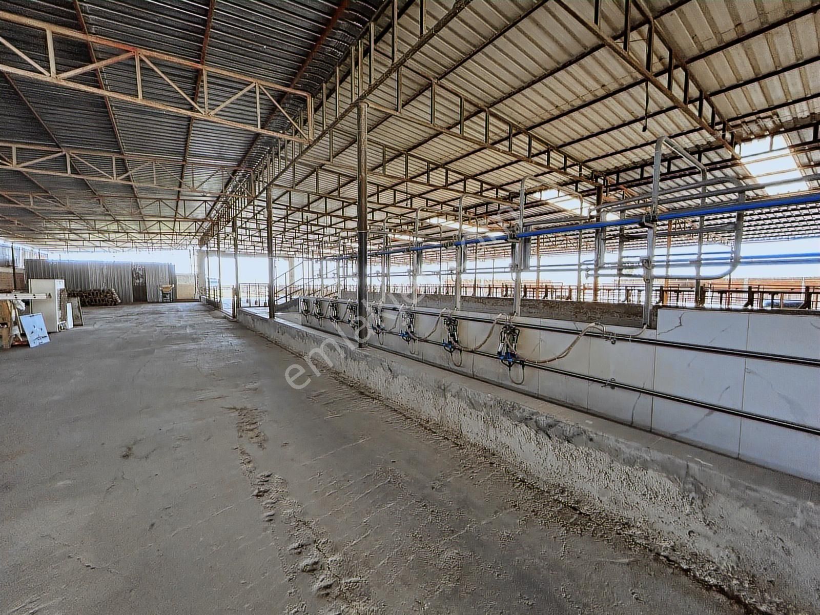 Söke-güllübahçe'de Yatırıma Uygun Ruhsatlı Süt Ve Besi Çiftliği - Görsel 4