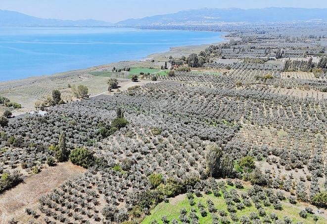 İznik Gölüne Sıfır Satılık Zeytinlik - Görsel 4