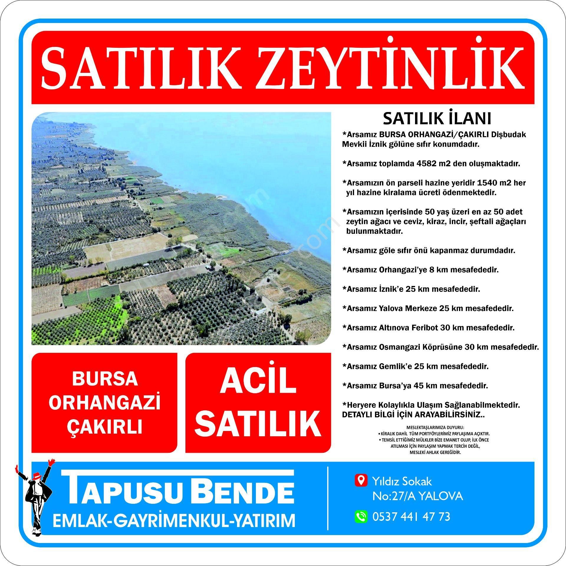 İznik Gölüne Sıfır Satılık Zeytinlik