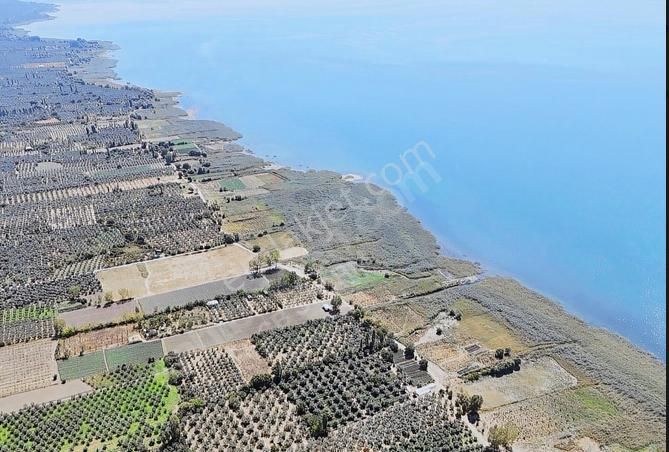 İznik Gölüne Sıfır Satılık Zeytinlik - Görsel 2