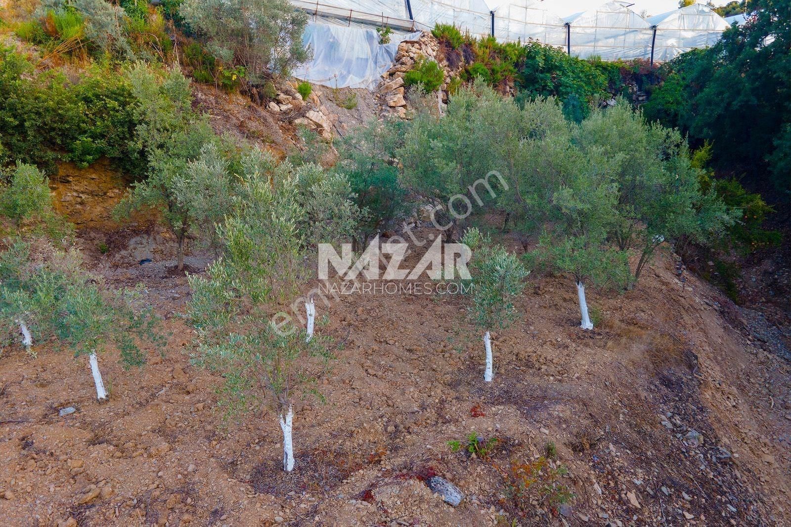 Alanya Toslak’ta Satılık 2.351 M² Tarla - Görsel 14