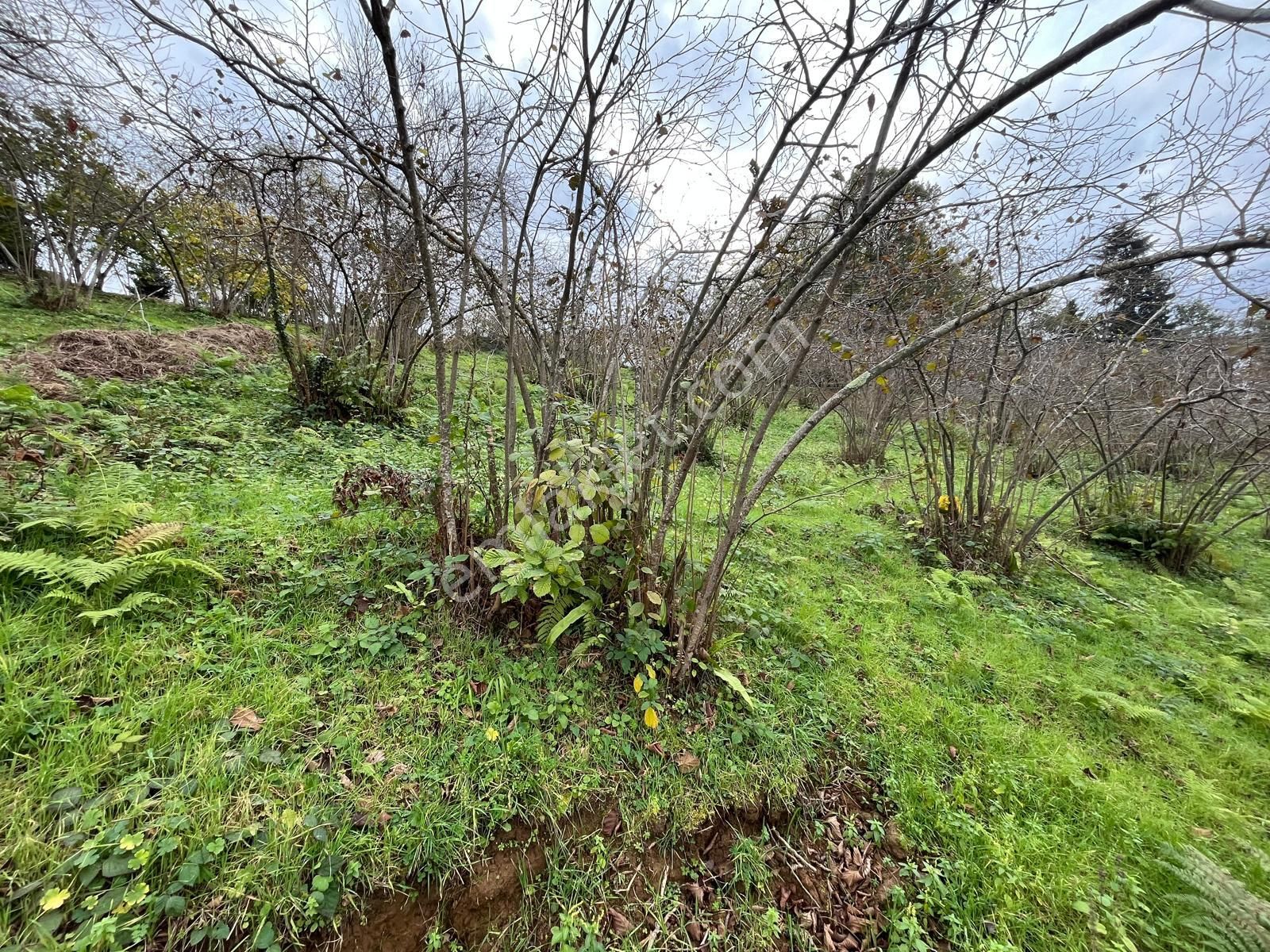 Trabzon Kavala'da Satılık Arazi - Görsel 28