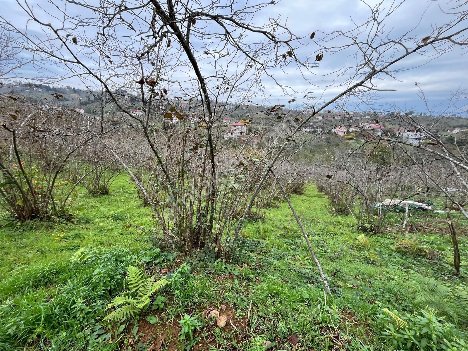 Trabzon Kavala'da Satılık Arazi - Görsel 30