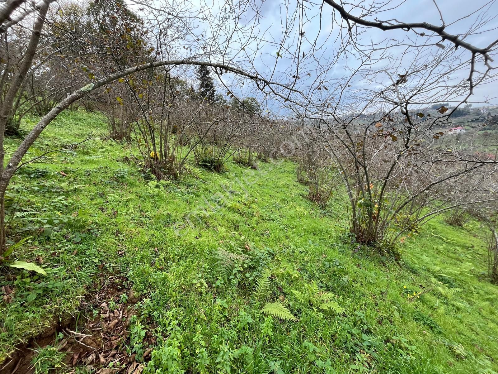 Trabzon Kavala'da Satılık Arazi - Görsel 8