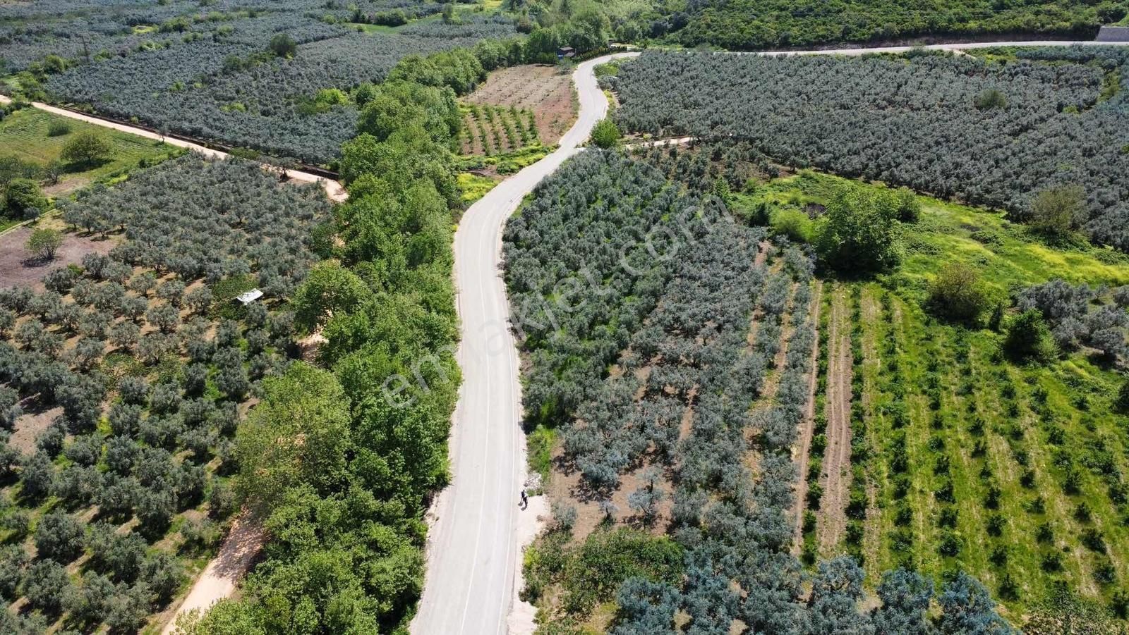 Nilüfer Fadıllıda 3000 M2 Tek Tapu Bakımlı Zeytinlik Anayolüstü - Görsel 5