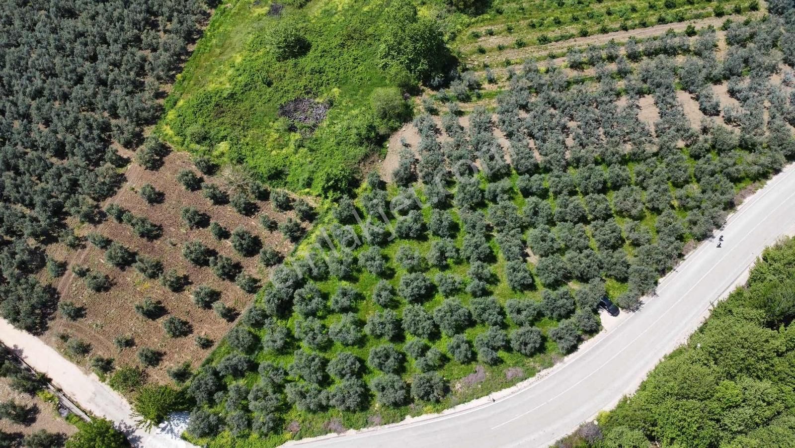 Nilüfer Fadıllıda 3000 M2 Tek Tapu Bakımlı Zeytinlik Anayolüstü