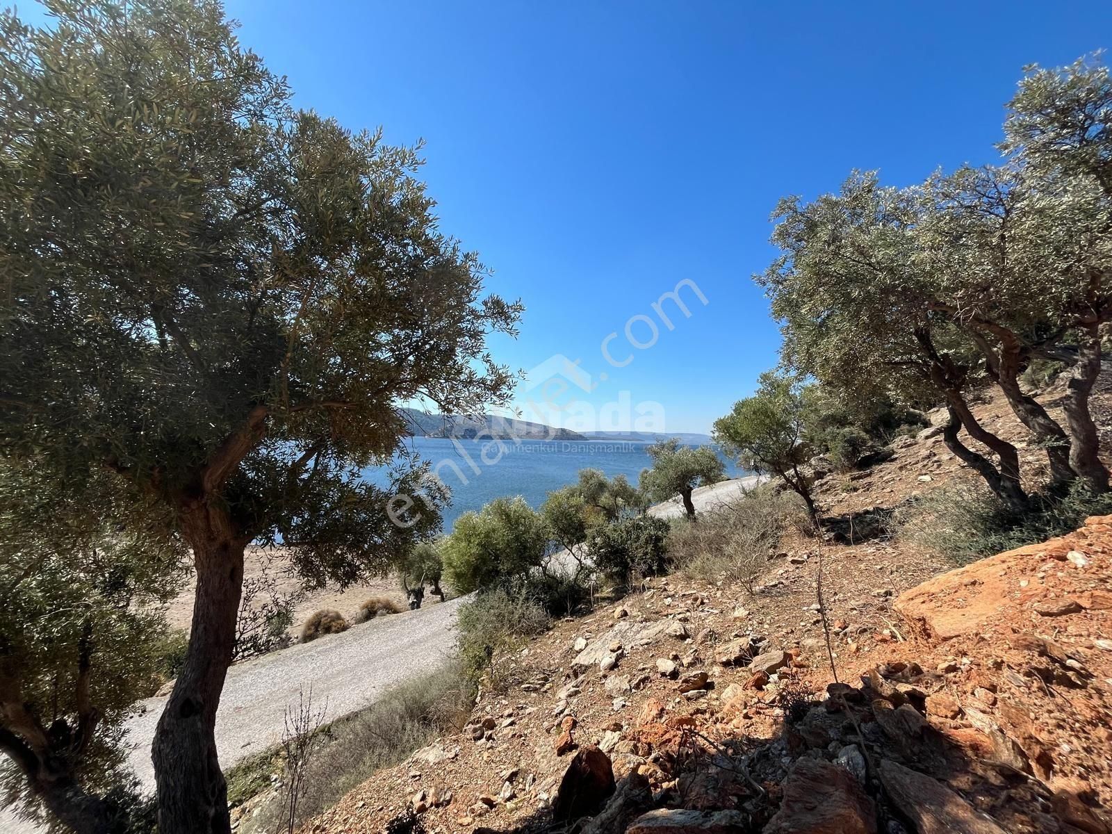 Söke Serçin Köyü'nde Göl Manzaralı Satılık Zeytinlik