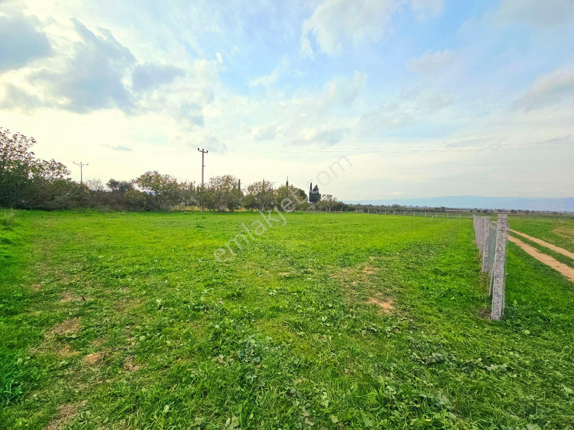 İzmir Tire Eskioba'da Asfalt Yola Cepheli 2.837 M2 Tarla. Açıklamayı Okuyarak Arayınız.