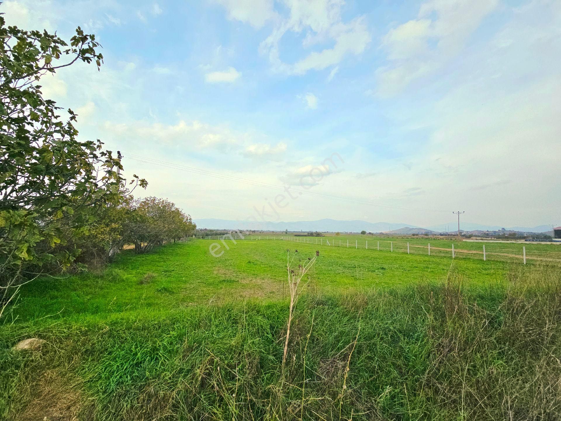 İzmir Tire Eskioba'da Asfalt Yola Cepheli 2.837 M2 Tarla. Açıklamayı Okuyarak Arayınız. - Görsel 8