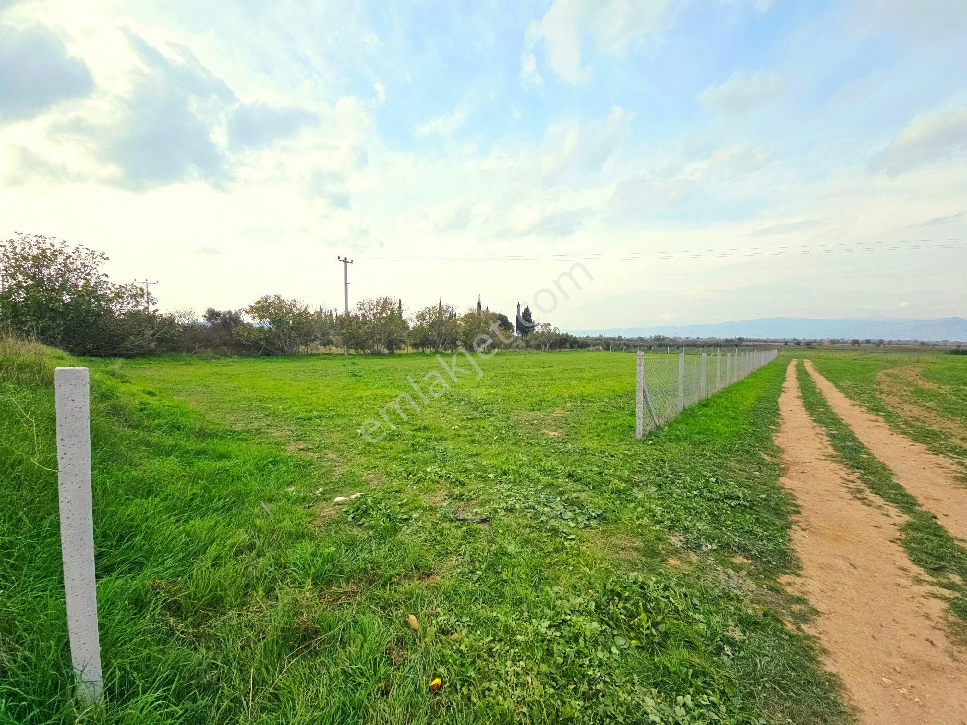 İzmir Tire Eskioba'da Asfalt Yola Cepheli 2.837 M2 Tarla. Açıklamayı Okuyarak Arayınız. - Görsel 2
