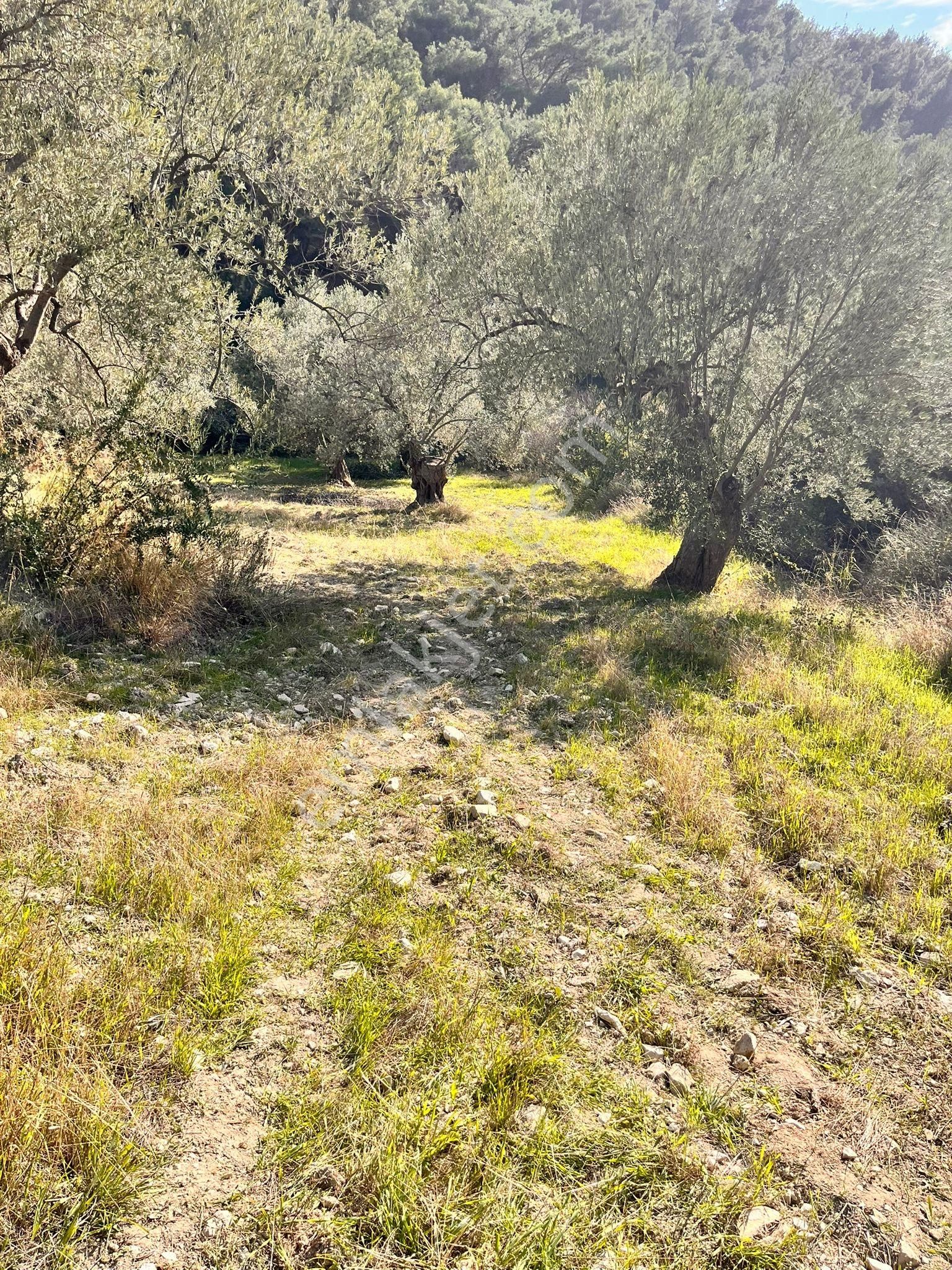 Aliağa Şakranda Satılık 2130m2 Zeytinlik - Görsel 3