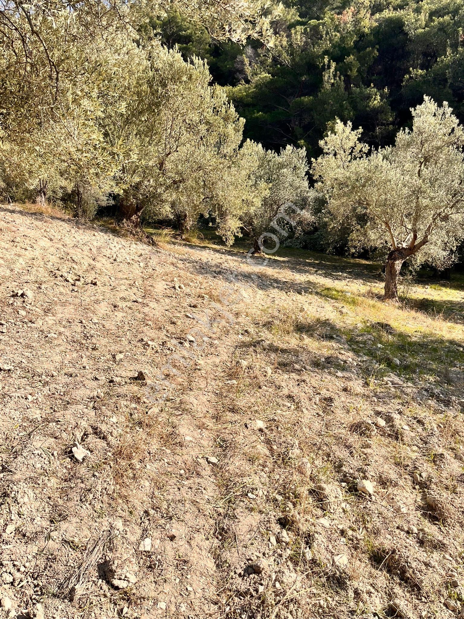 Aliağa Şakranda Satılık 2130m2 Zeytinlik