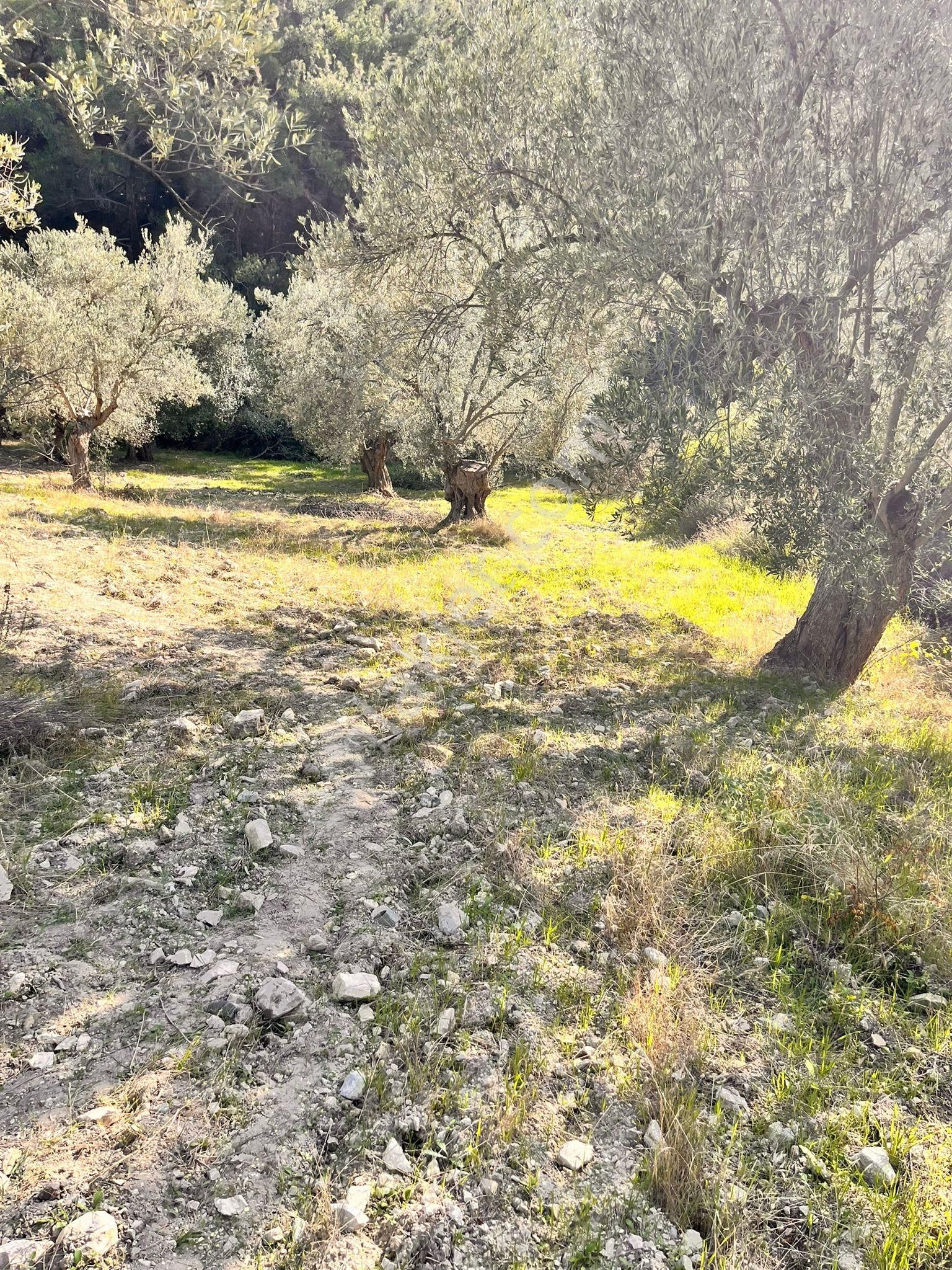 Aliağa Şakranda Satılık 2130m2 Zeytinlik - Görsel 5