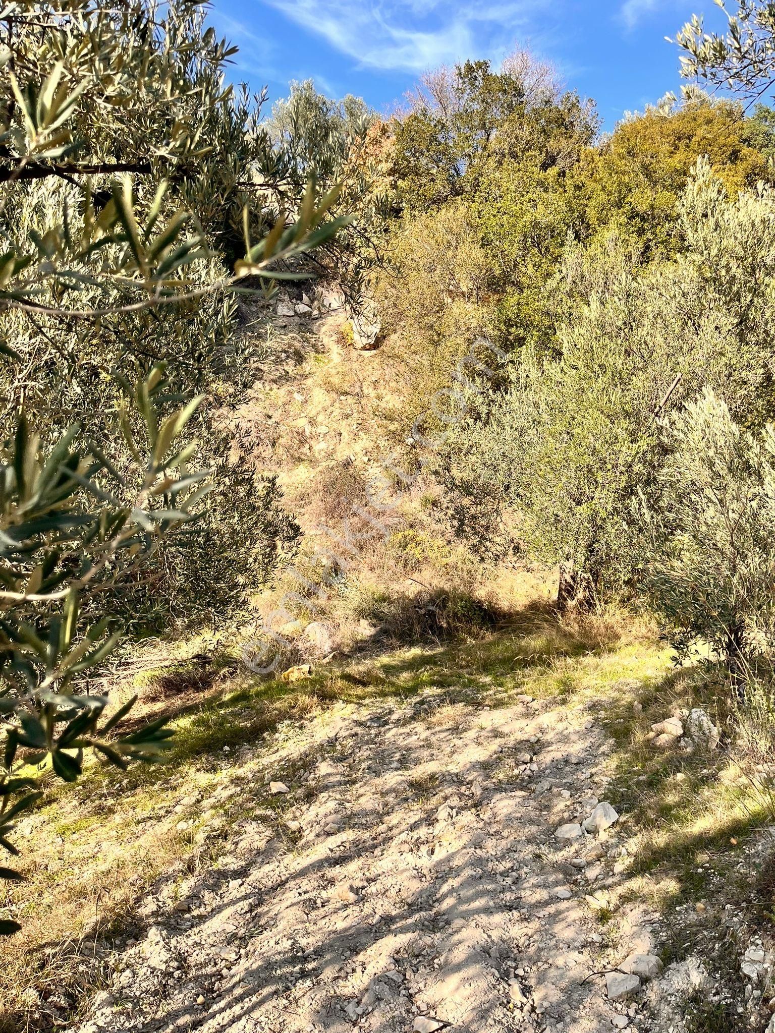 Aliağa Şakranda Satılık 2130m2 Zeytinlik - Görsel 13
