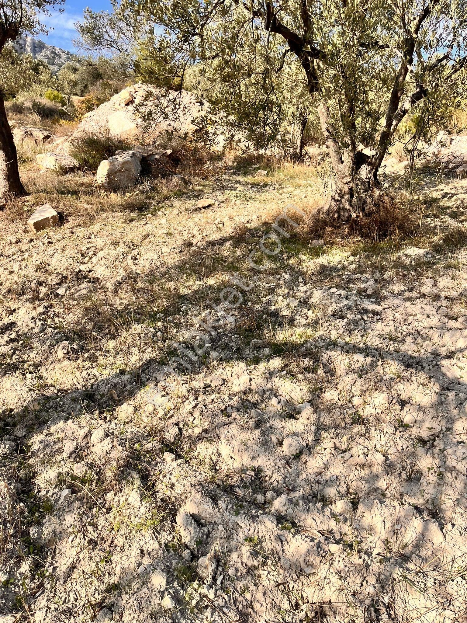 Aliağa Şakranda Satılık 2130m2 Zeytinlik - Görsel 6
