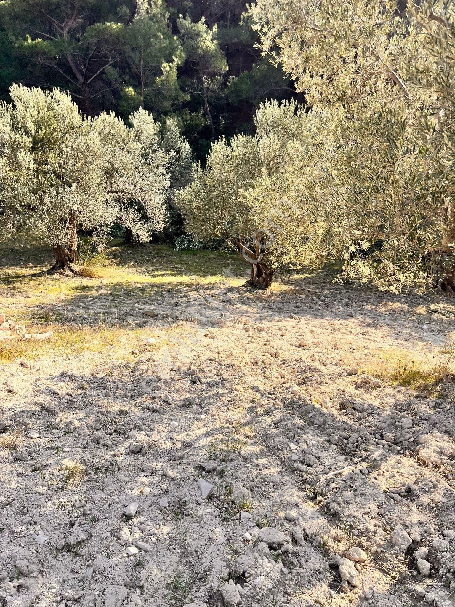 Aliağa Şakranda Satılık 2130m2 Zeytinlik - Görsel 11