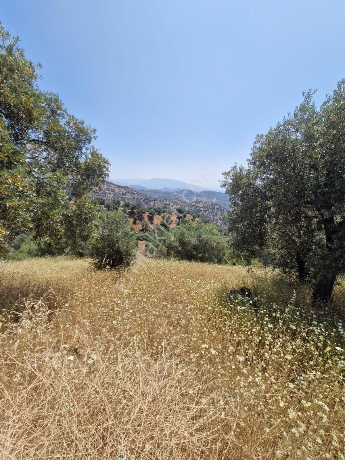 Satılık Zeytinlik Yaylapınar - Görsel 14