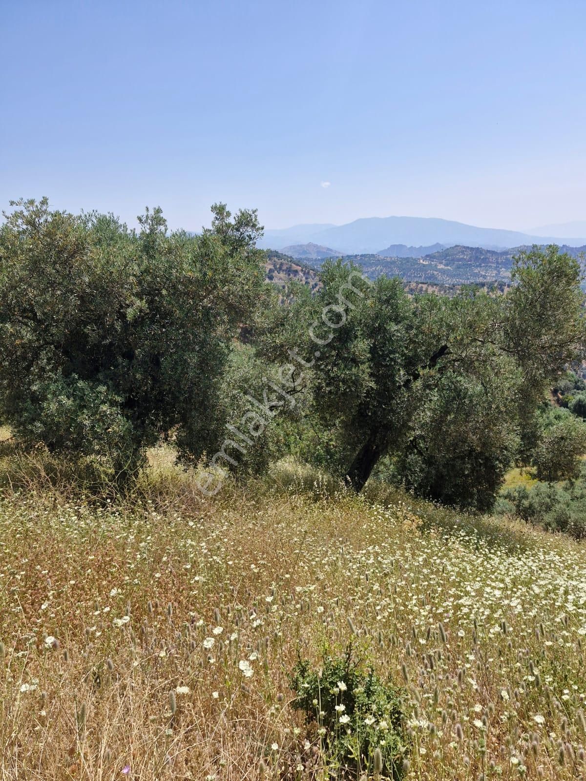 Satılık Zeytinlik Yaylapınar - Görsel 16