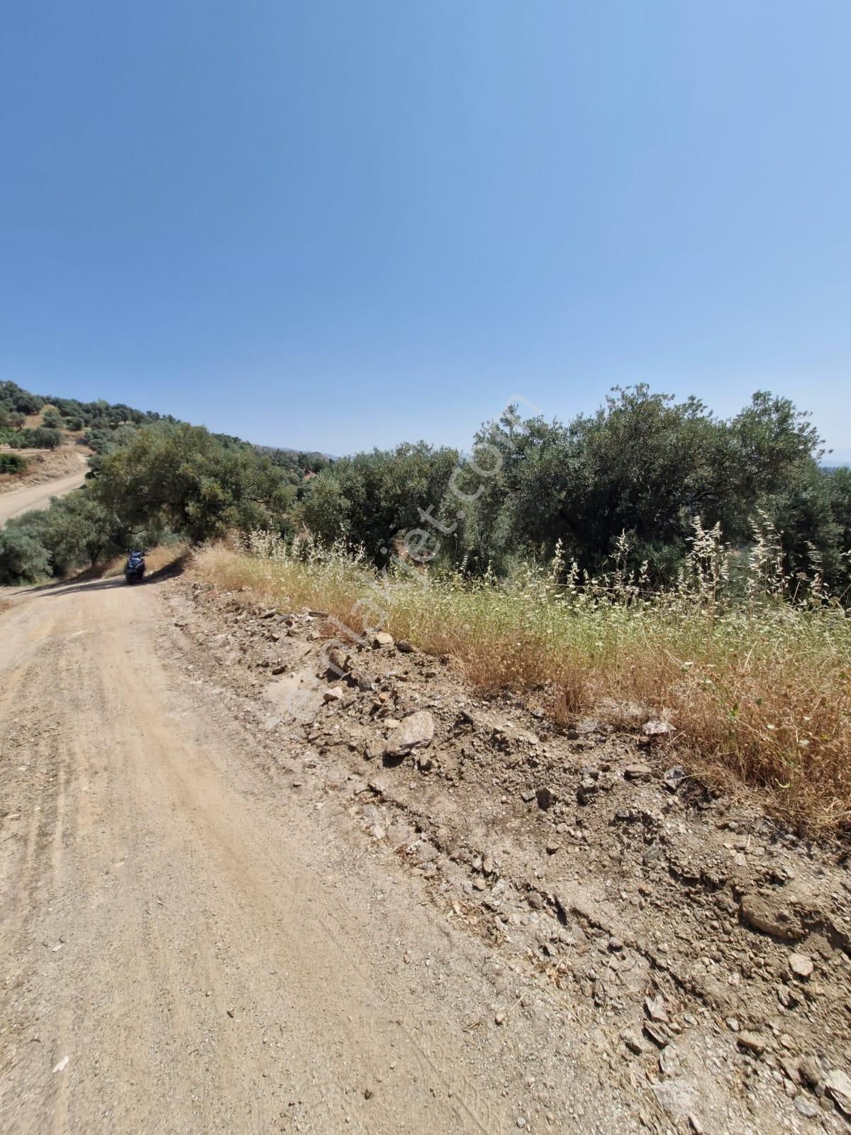 Satılık Zeytinlik Yaylapınar - Görsel 9